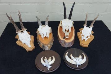 Miscellaneous Trophies - Schedel - non-CITES species - 0 cm, Verzamelen, Dierenverzamelingen, Nieuw