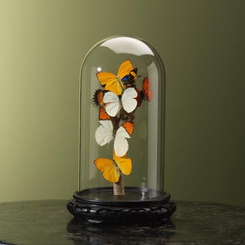 Vlinders in Stolp Taxidermie Opgezette Dieren By Max, Verzamelen, Ophalen of Verzenden, Nieuw, Insect, Opgezet dier