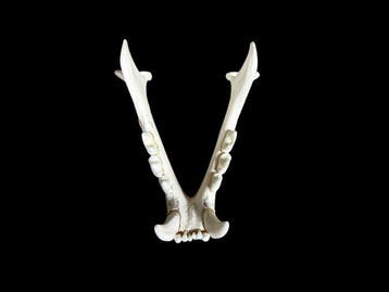 Puma Support de corps entier pour taxidermie - Puma concolor
