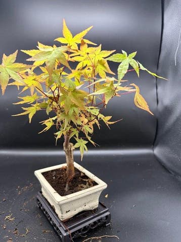 Japanese maple bonsai (Acer palmatum) - Hoogte (boom): 24 cm