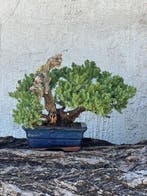 Jeneverbes bonsai (Juniperus) - Hoogte (boom): 17 cm -