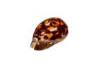 exclusief verzamelstuk $$$$ Venusta cowrie Skelet - Zoila