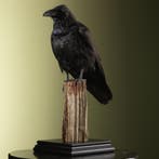 Raaf Taxidermie Opgezette Dieren By Max, Verzamelen, Ophalen of Verzenden, Nieuw, Vogel, Opgezet dier