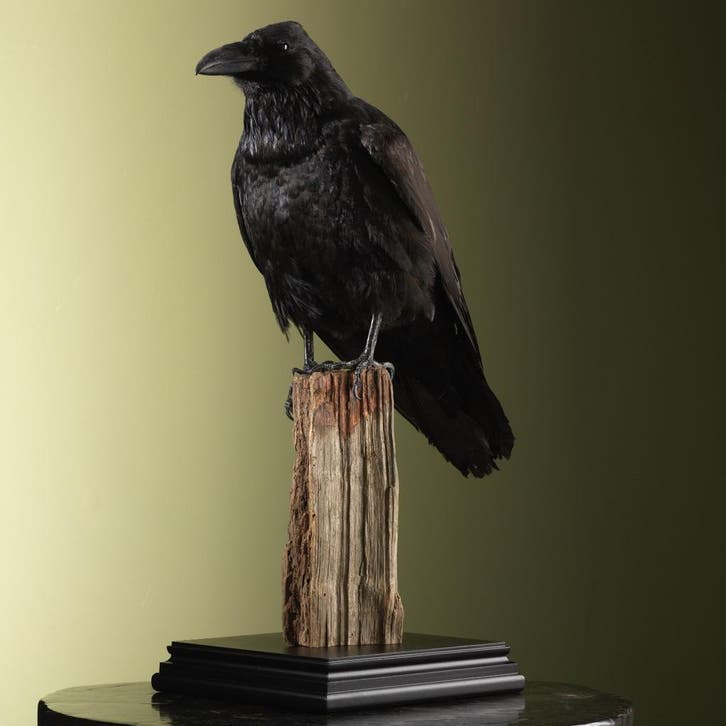 Raaf Taxidermie Opgezette Dieren By Max, Collections, Collections Animaux, Enlèvement ou Envoi