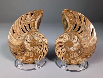 Nautiloïde fossile - sectionné - Animal fossilisé -