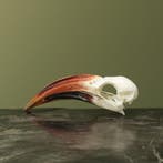 Roodsnaveltok M Schedel Taxidermie Opgezette Dieren By Max, Verzamelen, Ophalen of Verzenden, Nieuw, Vogel, Opgezet dier