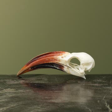 Roodsnaveltok M Schedel Taxidermie Opgezette Dieren By Max, Verzamelen, Ophalen of Verzenden, Nieuw, Vogel, Opgezet dier