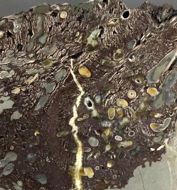Teredo ver de bois sur bois fossilisé de palmier —