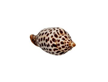 Het Heilige Graal der verzamelaars: Scaphella junonia (120, Nieuw