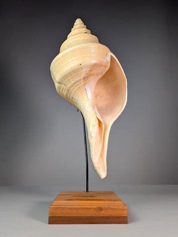 Grote Australische trompetschelp op een op maat gemaakte, Nieuw