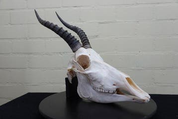 Blesbok Schedel - Damaliscus pygargus phillipsi - 0 cm - 0, Collections
