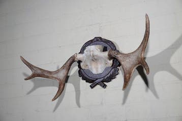 Large Northern Elk/Moose Schedel - Alces alces - 28 cm - 40, Verzamelen, Nieuw