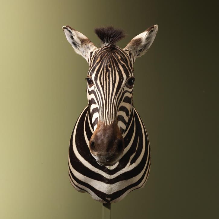 Zebra Taxidermie Opgezette Dieren By Max, Verzamelen, Dierenverzamelingen, Opgezet dier, Nieuw, Wild dier, Ophalen of Verzenden