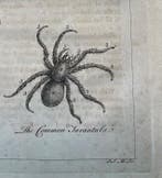Tarantula - Cypern; Alexander Drummond (1700-1769) - The