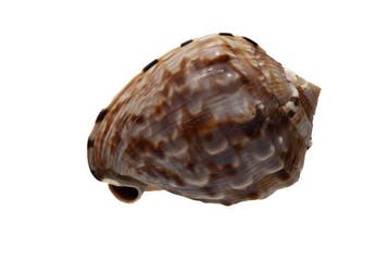 Cassis flammea - zeldzaam donker patroon - uitzonderlijke