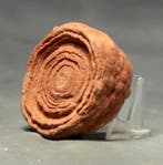 Stromatolite fossilisé décoratif - Plante fossilisée - 7.2