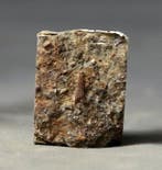 Een mooie tand van een marien reptiel. - Gefossiliseerd dier
