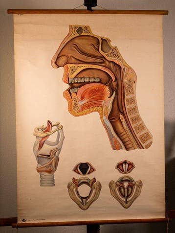 Deutsches Hygienemuseum Dresden - Mooie oude Originele, Antiek en Kunst