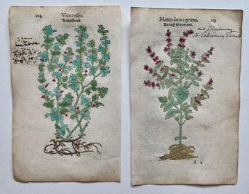 Leonhart Fuchs - Primi de stirpium historia commentariorum