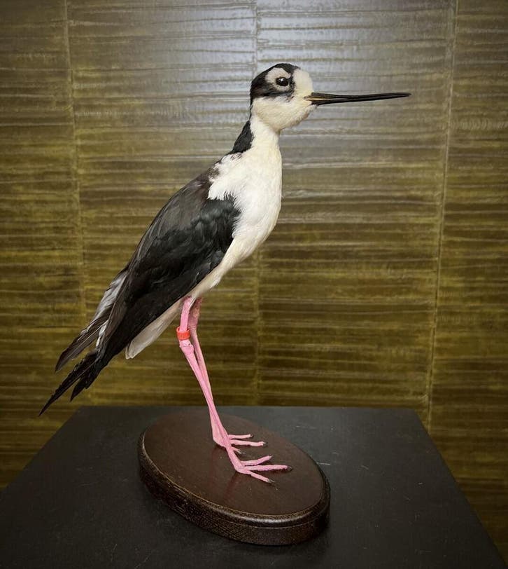 Mexicaanse Kluut Taxidermie Opgezette Dieren By Max, Verzamelen, Dierenverzamelingen, Opgezet dier, Nieuw, Vogel, Ophalen of Verzenden