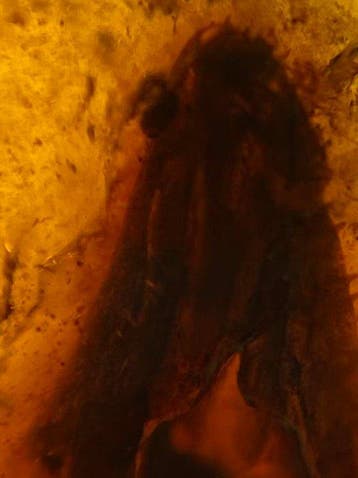 Ambre - Ambre - Lizard skull in amber - 44 mm - 27.3 mm