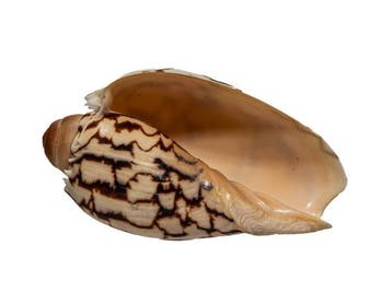 Majestueuze klassieker: keizerlijke walsenschnecke (Cymbiola, Verzamelen