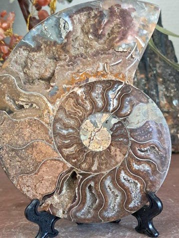 Ammoniet - Gefossiliseerd dier - Desmoceras sp. - 12.2 cm -