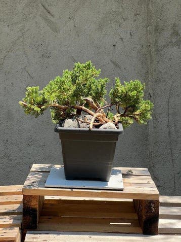 Bonsaï Genévrier (Juniperus) - Hauteur (arbre) : 31 cm -