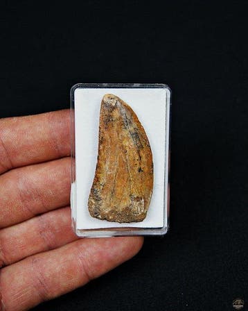 Dinosaure - Dent fossile - Carcharodontosaurus Saharicus