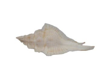 Witte vleugel-Murex: Pterynotus pinnatus (65 mm) –, Nieuw