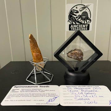 Dinosaure Dent - HUGE Spinosaurus aegyptiacus tand | 9,0 cm