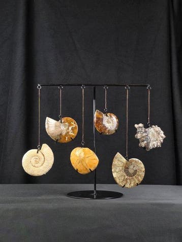 Ammoniet - Gefossiliseerd dier - Collection of 5 Ammonite