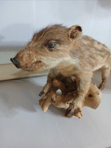 Cochon sauvage Support de corps entier pour taxidermie -, Nieuw