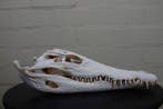 Large Nile Crocodile Schedel - Crocodylus niloticus (with, Verzamelen, Dierenverzamelingen, Nieuw
