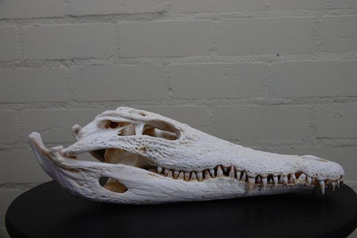 Large Nile Crocodile Schedel - Crocodylus niloticus (with, Verzamelen, Dierenverzamelingen
