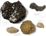 Collection exceptionnelle de coraux fossiles - Les plus gros