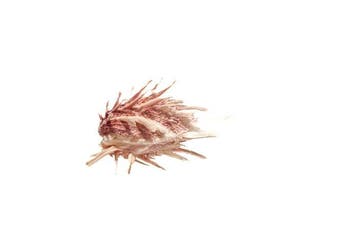 Zeldzame Spondylus wrightianus | Unieke stekelige oester