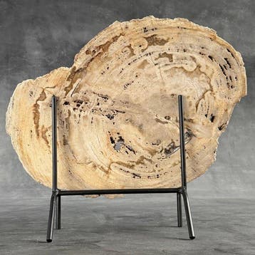 Prachtige snede van versteend hout op een op maat gemaakte