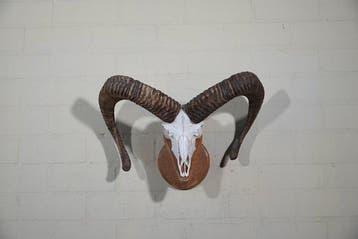 Mouton sauvage Crâne - Ovis a musimon - 0 cm - 53 cm - 0 cm-