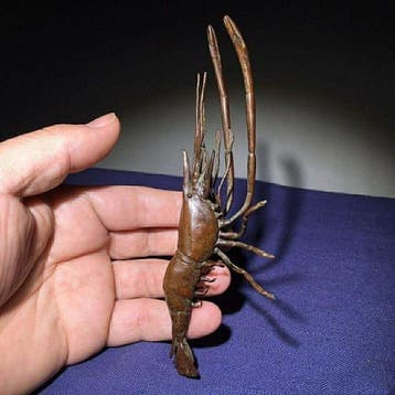 Ornement décoratif - crevette - Japon - River Shrimp Tea Pet