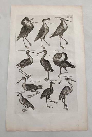 Merian - Jon Jonstons Historia Naturalis - Tab 48, 51, 52 -