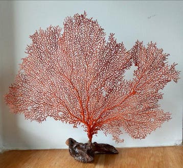 Pink Sea Fan - Corail - Paramuricea clavata (Sans prix de, Nieuw