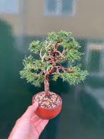 Jeneverbes bonsai (Juniperus) - Hoogte (boom): 24 cm -