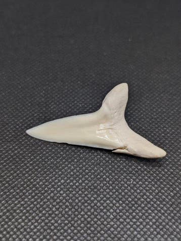 Makreelhaai Tand - Isurus oxyrinchus - 52 mm - 24 mm - 10 mm