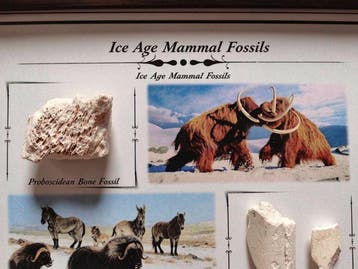 Decoratieve mineralenveiling - Gefossiliseerd dier -