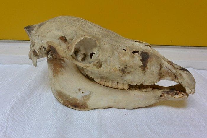 pony Schedel van een zoogdier - Equus caballus. - 17 cm - 22, Antiquités & Art, Curiosités & Brocante