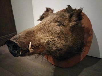 Cochon sauvage Support de corps entier pour taxidermie -, Nieuw