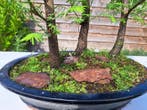 GROOT metasequoia bos in ruime bonsaischaal - Hoogte (boom):