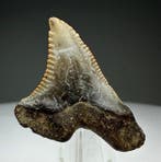 hemipristis serra - Fossiele tand - 3.2 cm - 2.7 cm