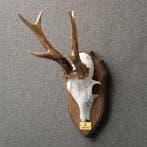 Reebok Gewei Taxidermie Opgezette Dieren By Max, Ophalen of Verzenden, Opgezet dier